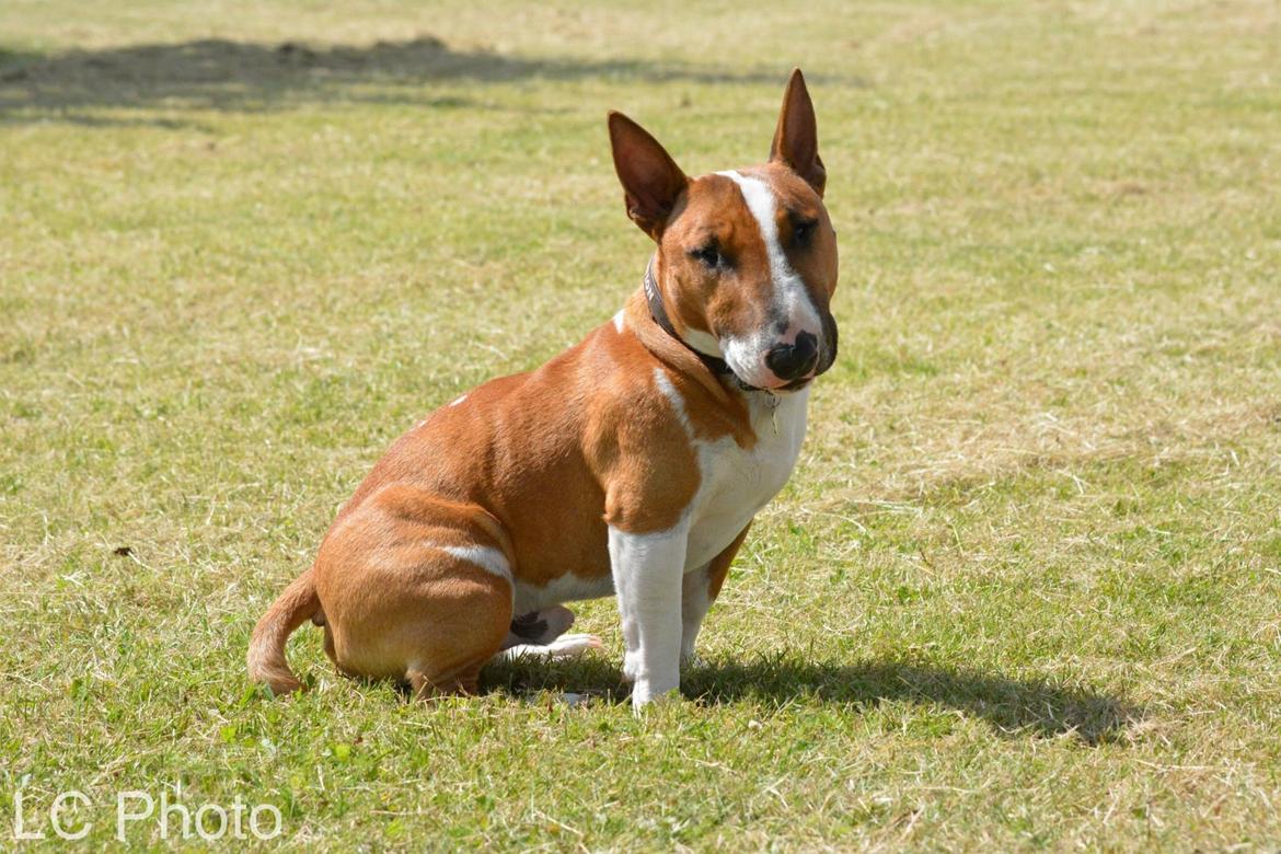 Bullterrier miniature Otto billede 22