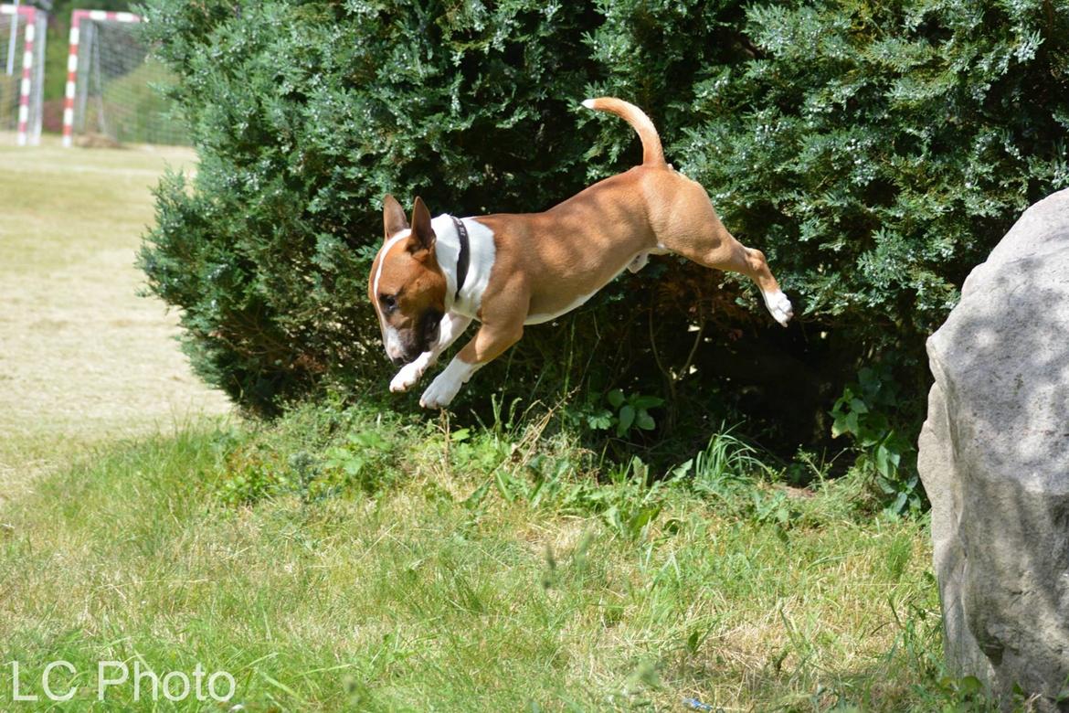 Bullterrier miniature Otto billede 23
