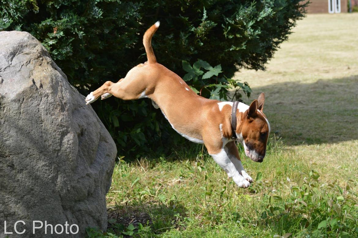 Bullterrier miniature Otto billede 24