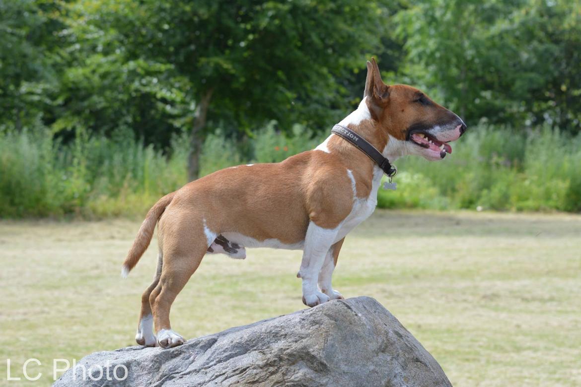 Bullterrier miniature Otto billede 25