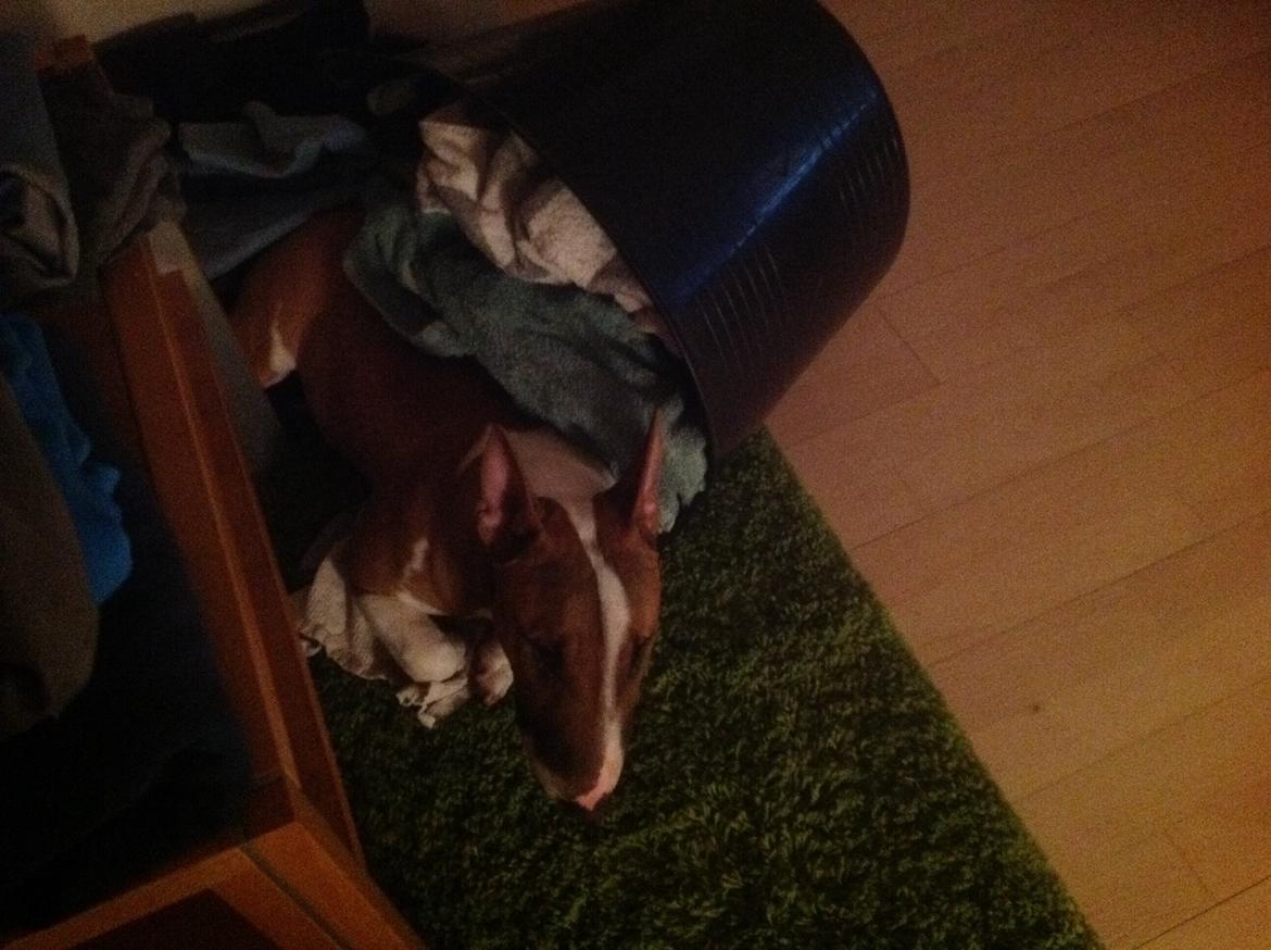 Bullterrier miniature Otto billede 27