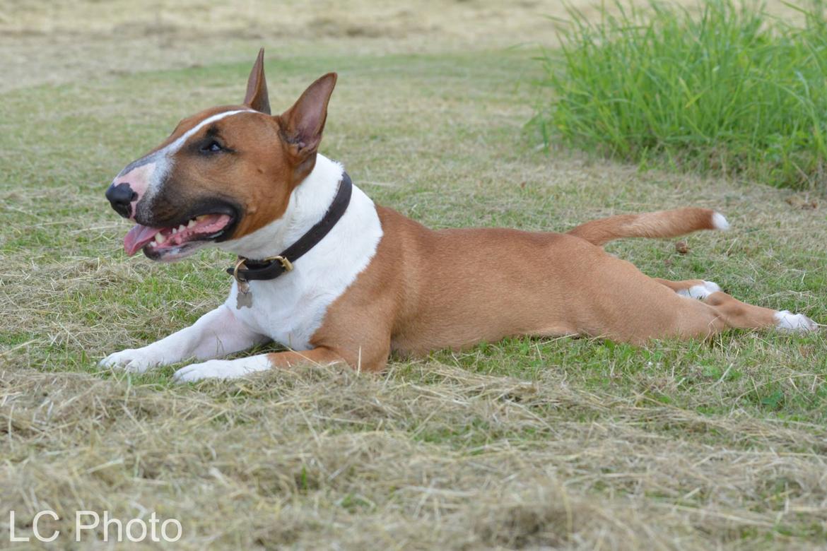 Bullterrier miniature Otto billede 28