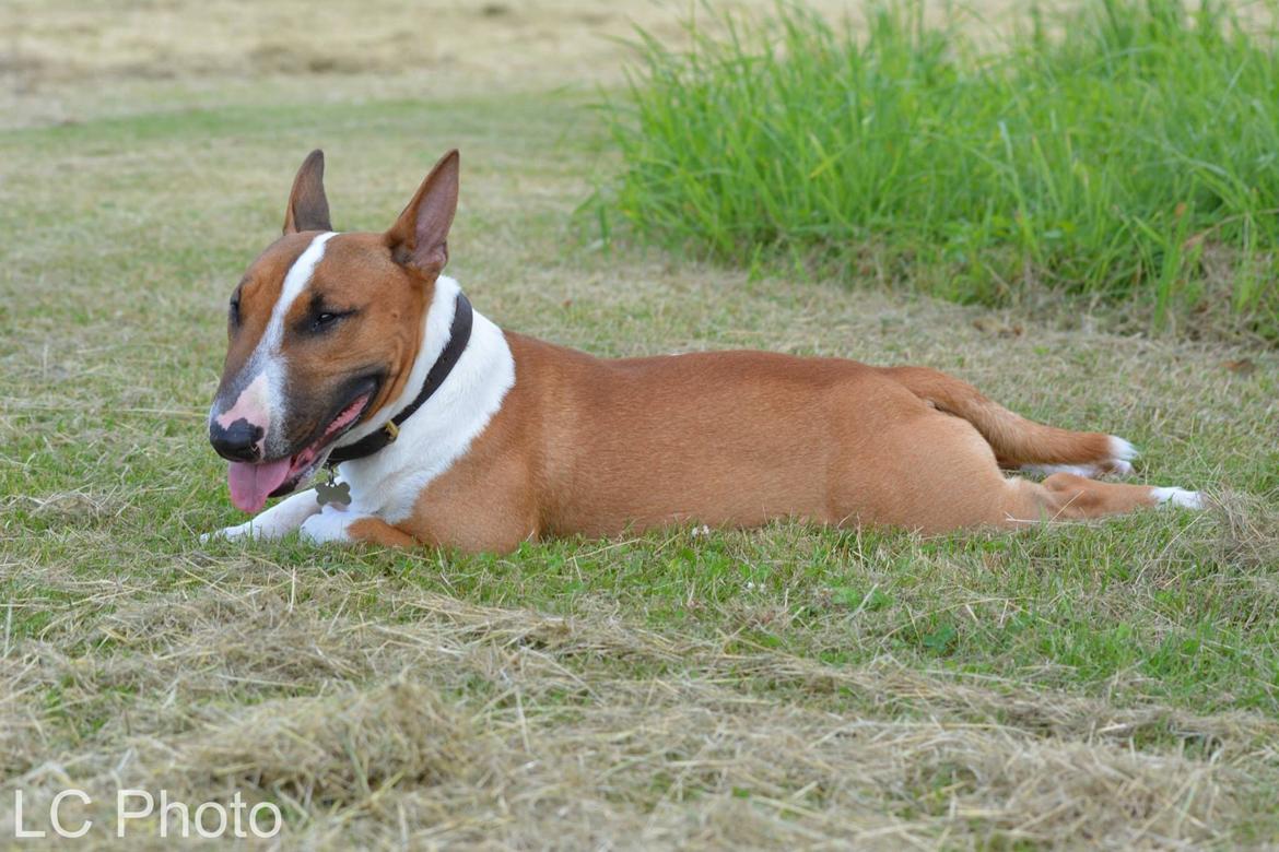 Bullterrier miniature Otto billede 29