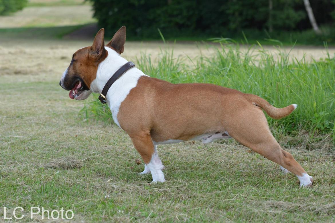 Bullterrier miniature Otto billede 31