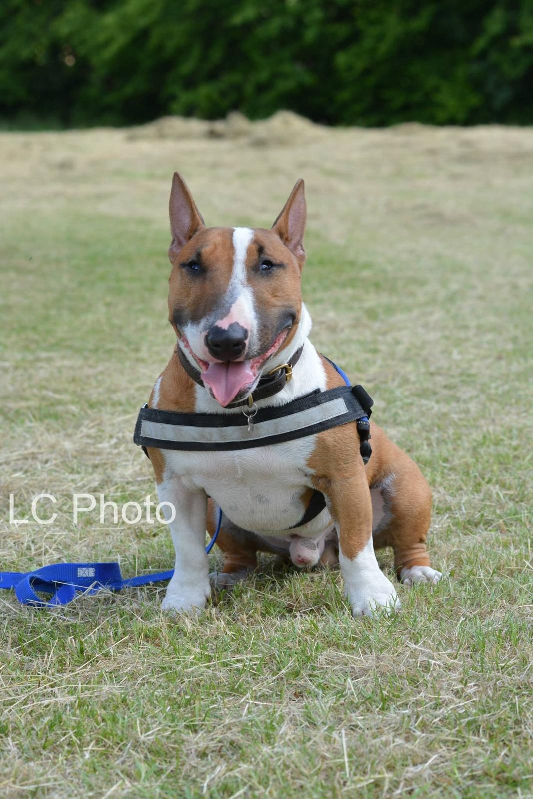 Bullterrier miniature Otto billede 32