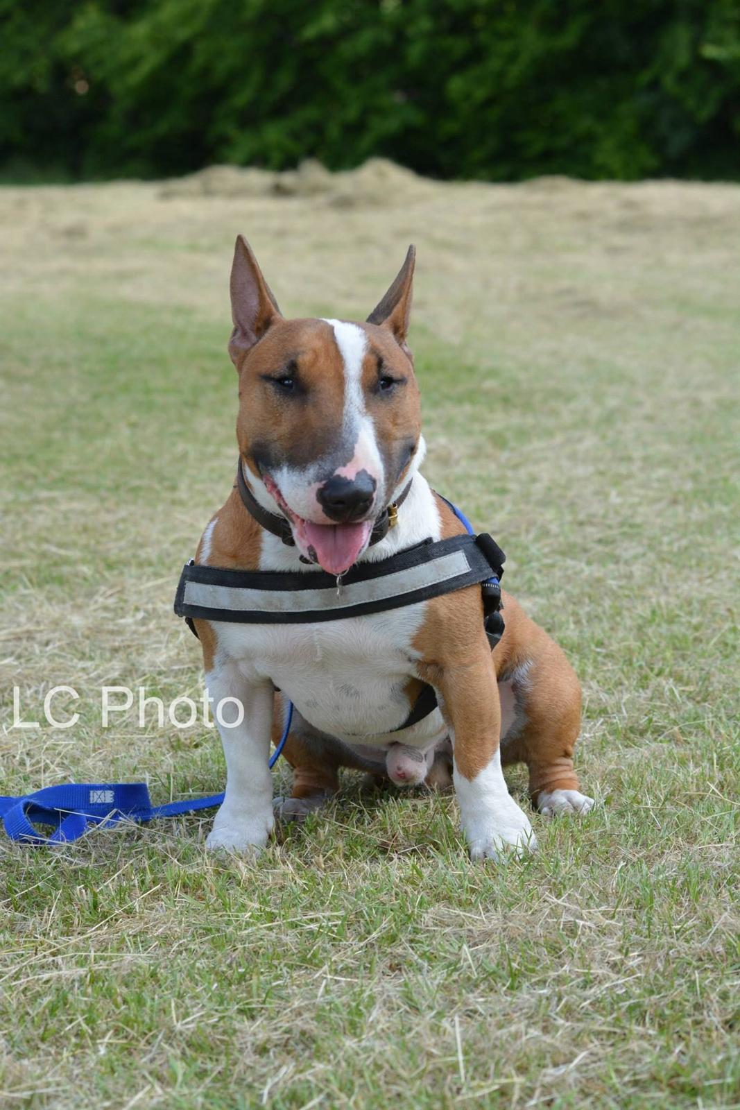 Bullterrier miniature Otto billede 33