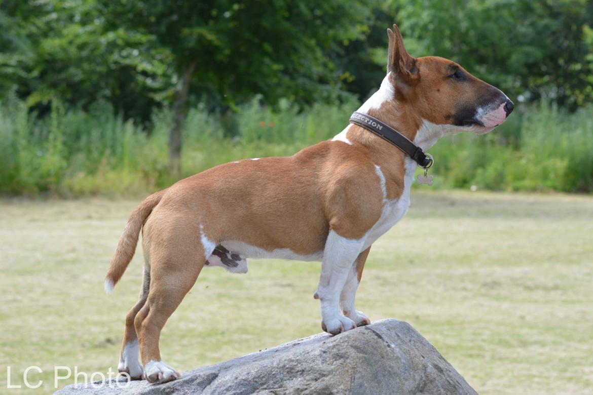 Bullterrier miniature Otto billede 34