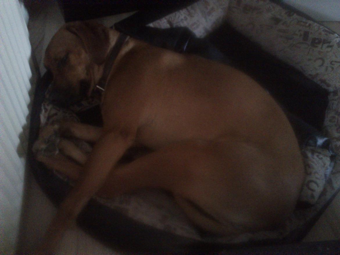 Rhodesian ridgeback Maggi billede 3