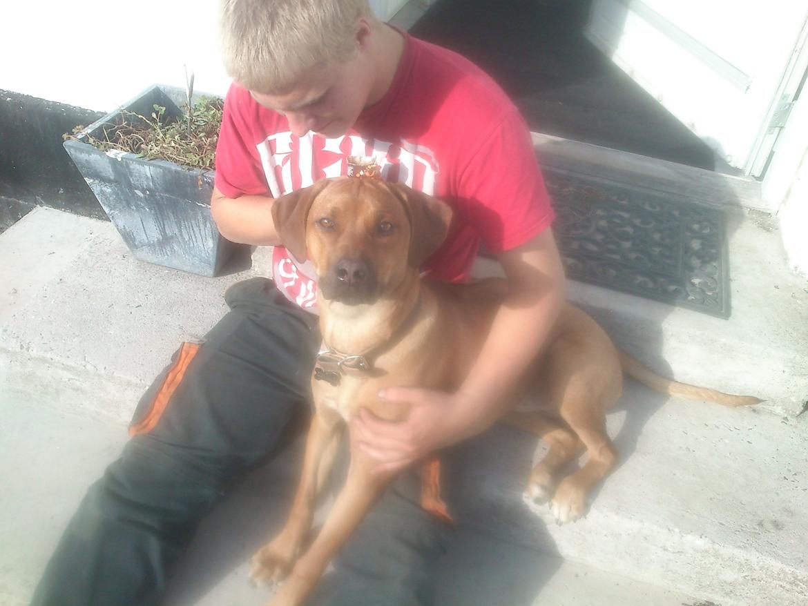 Rhodesian ridgeback Maggi billede 2