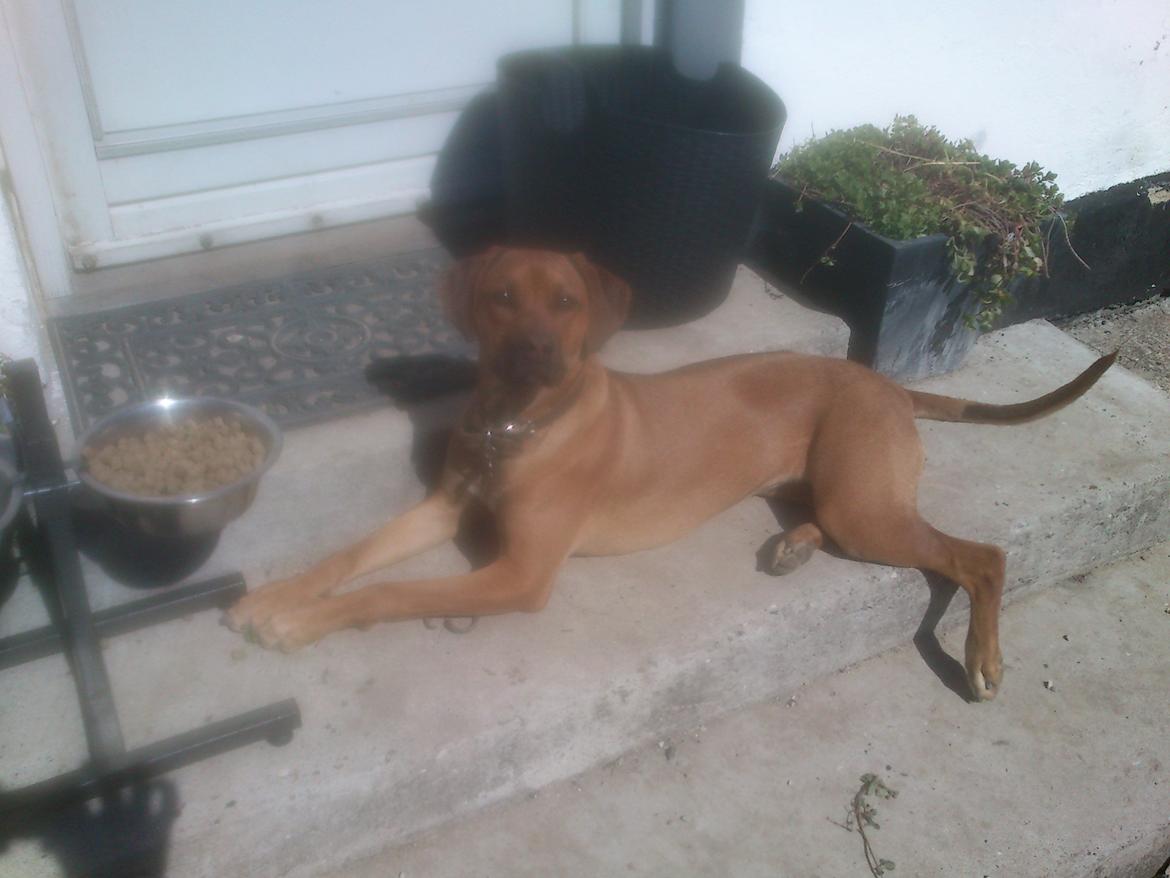 Rhodesian ridgeback Maggi billede 1