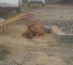 Rhodesian ridgeback Maggi billede 4