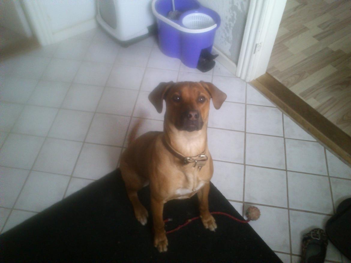 Rhodesian ridgeback Maggi billede 5