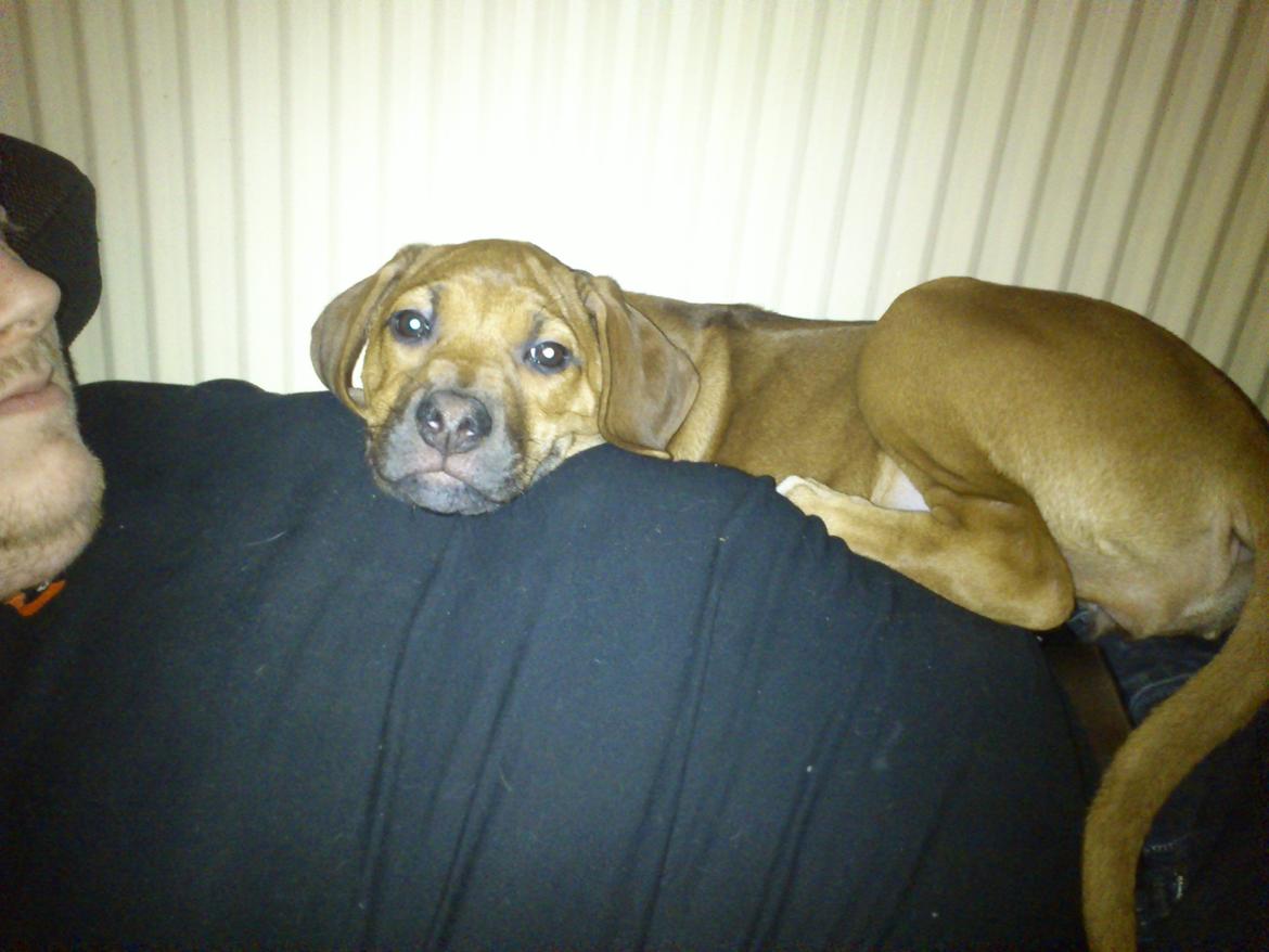 Rhodesian ridgeback Maggi billede 6