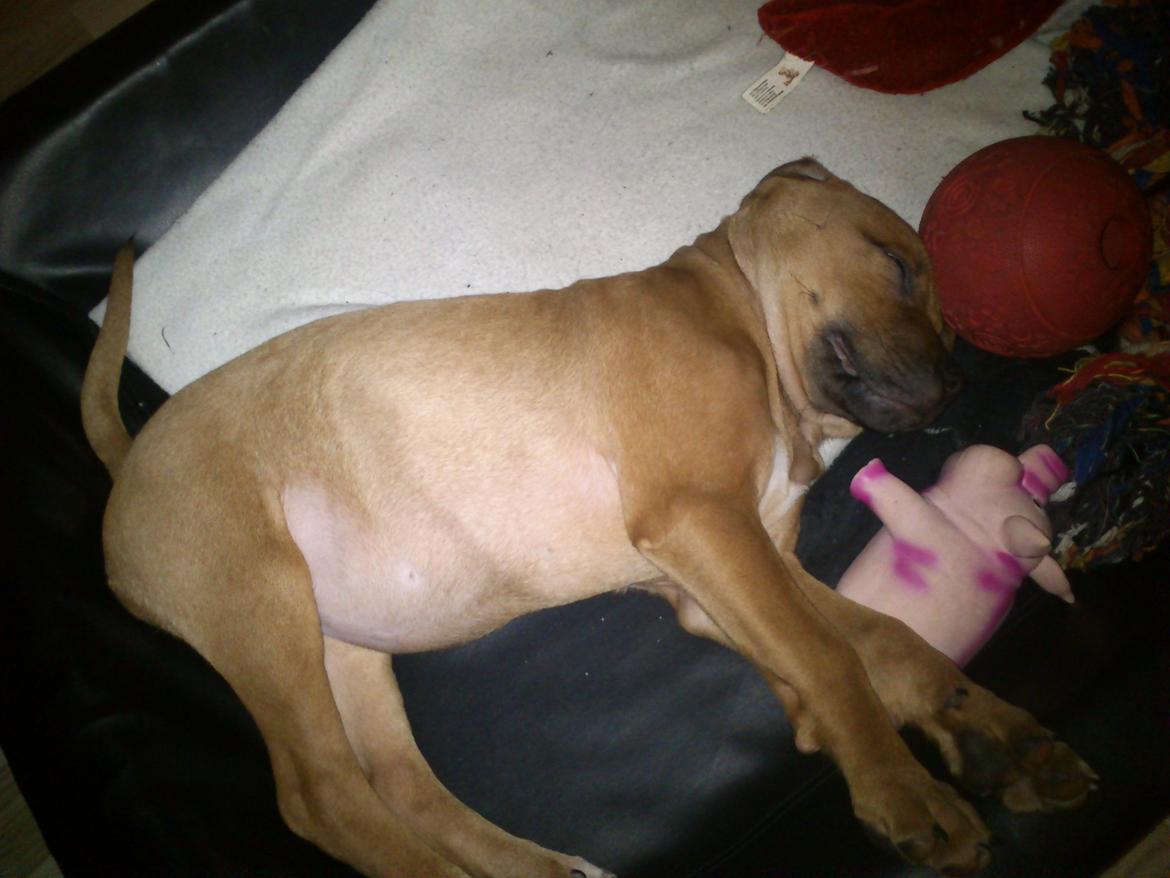 Rhodesian ridgeback Maggi billede 7