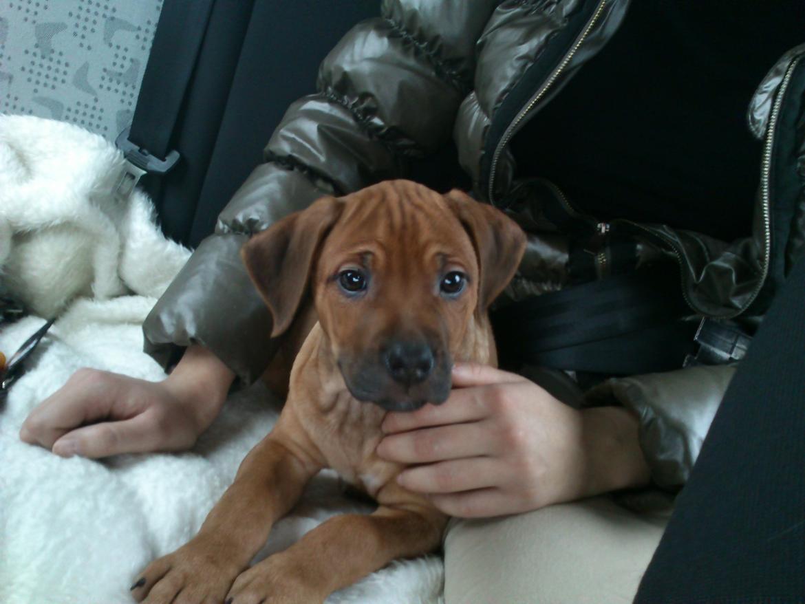 Rhodesian ridgeback Maggi billede 8