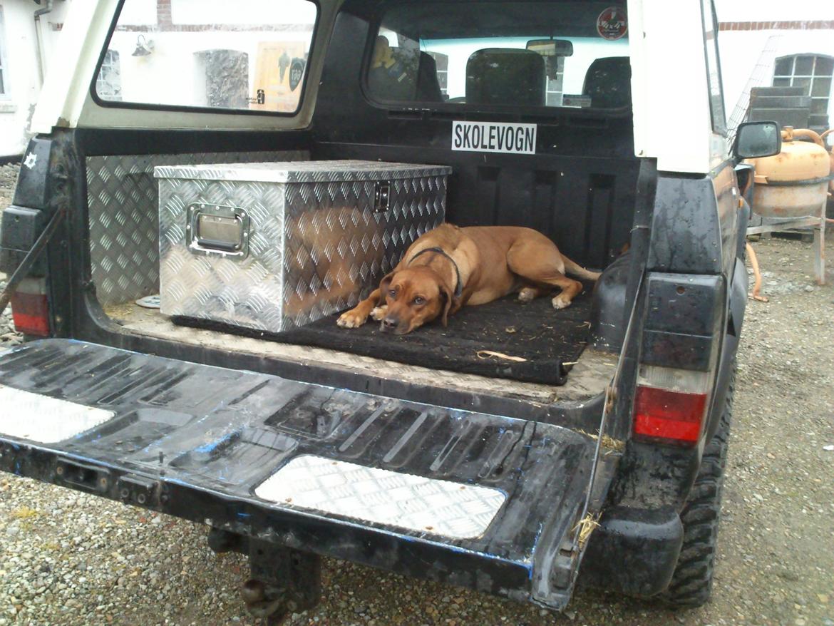 Rhodesian ridgeback Maggi billede 9
