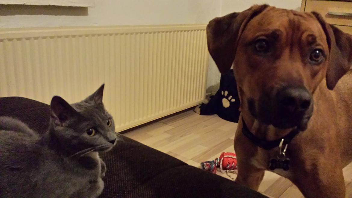 Rhodesian ridgeback Maggi billede 10