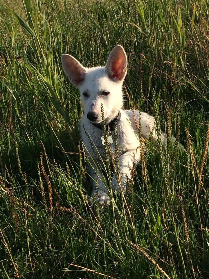 Hvid schæfer King  billede 1