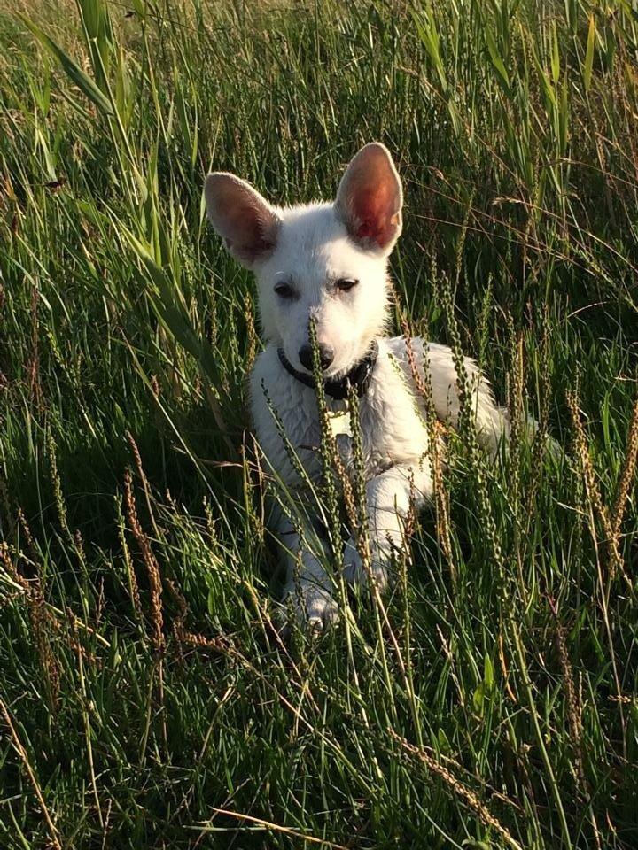 Hvid schæfer King  billede 2