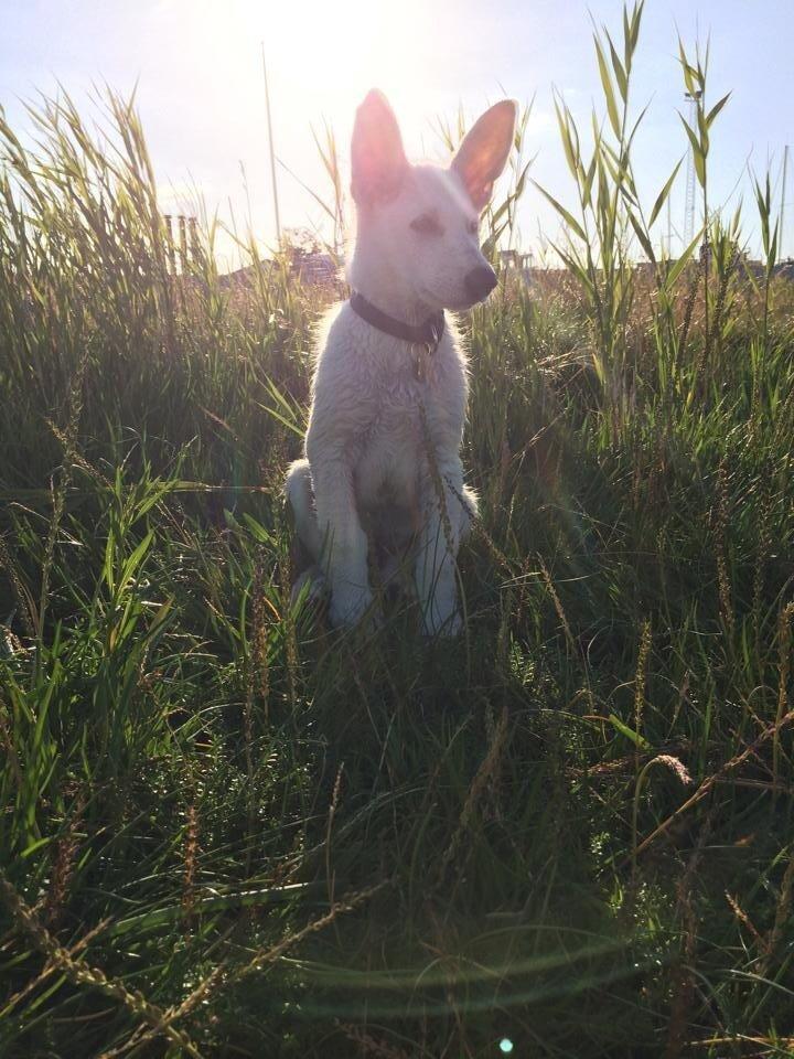 Hvid schæfer King  billede 3