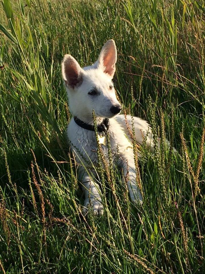 Hvid schæfer King  billede 4