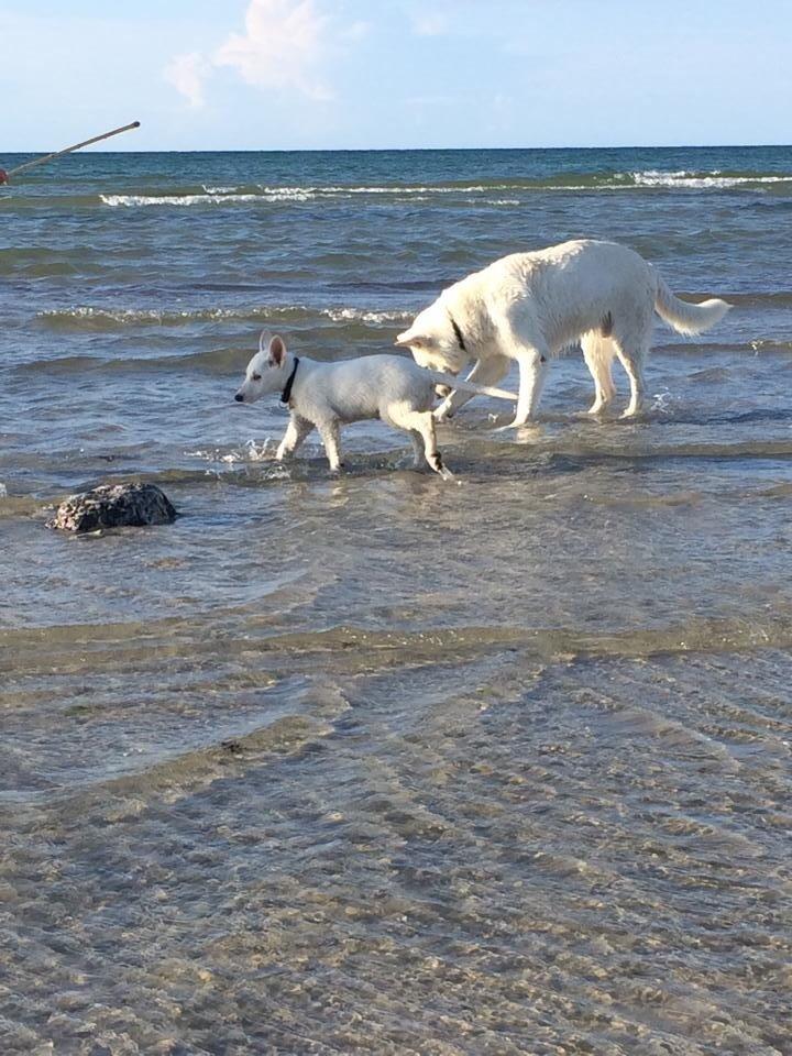 Hvid schæfer King  billede 5