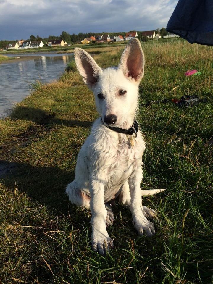 Hvid schæfer King  billede 6