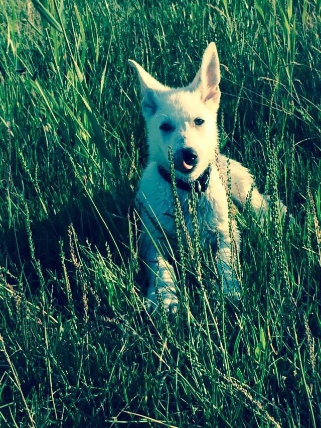 Hvid schæfer King  billede 7