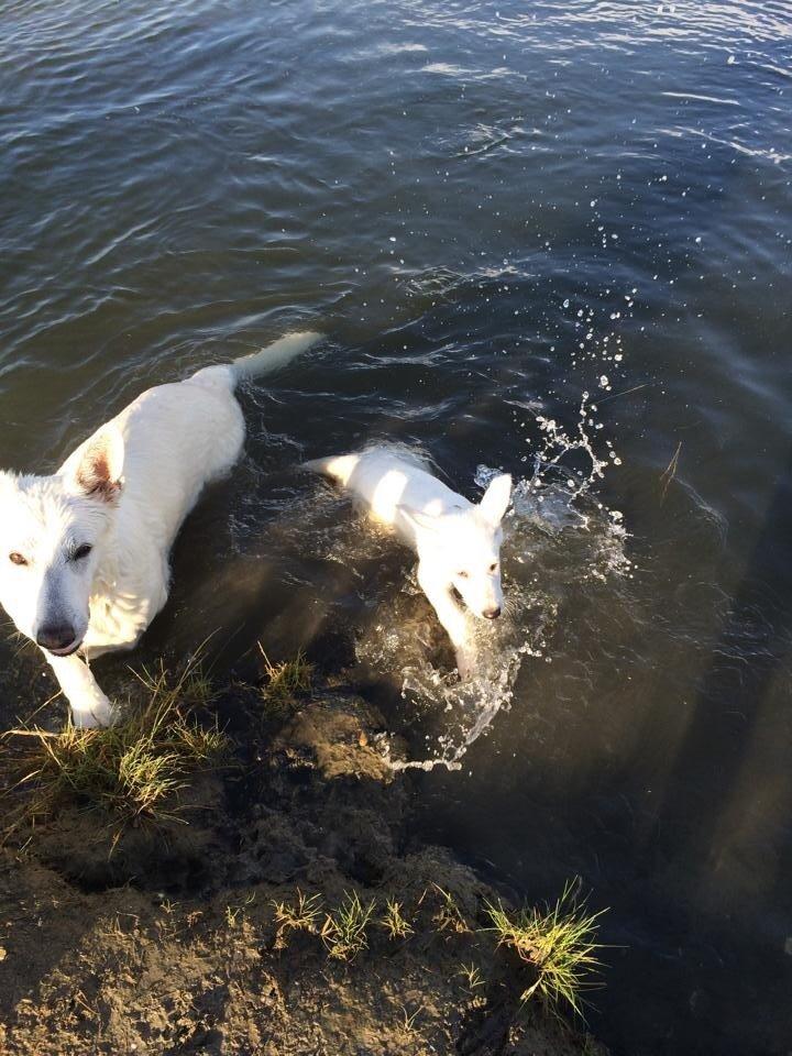 Hvid schæfer King  billede 8
