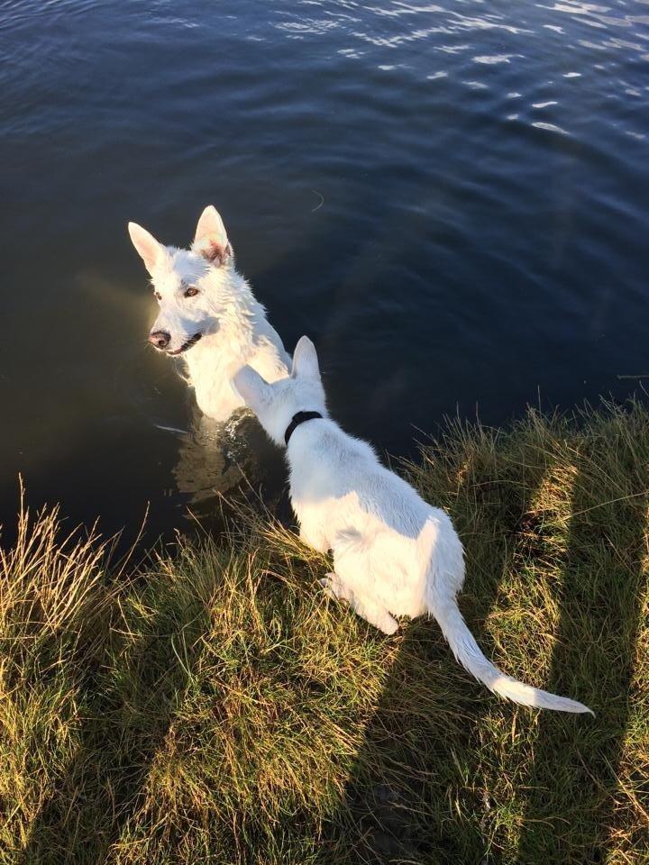 Hvid schæfer King  billede 9