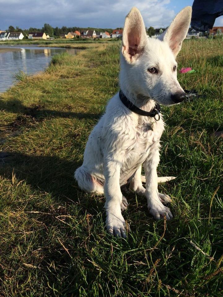 Hvid schæfer King  billede 10