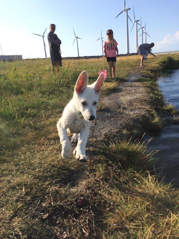 Hvid schæfer King  billede 11