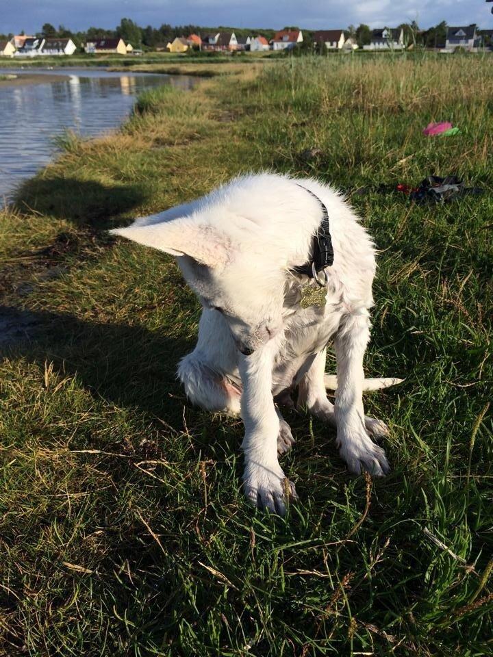 Hvid schæfer King  billede 12