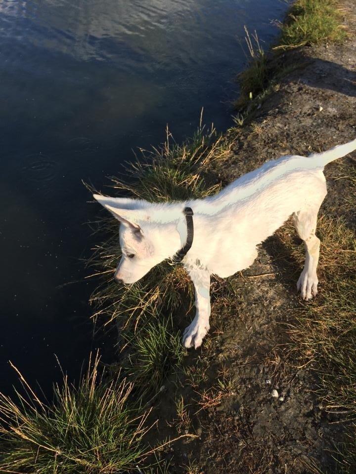 Hvid schæfer King  billede 13