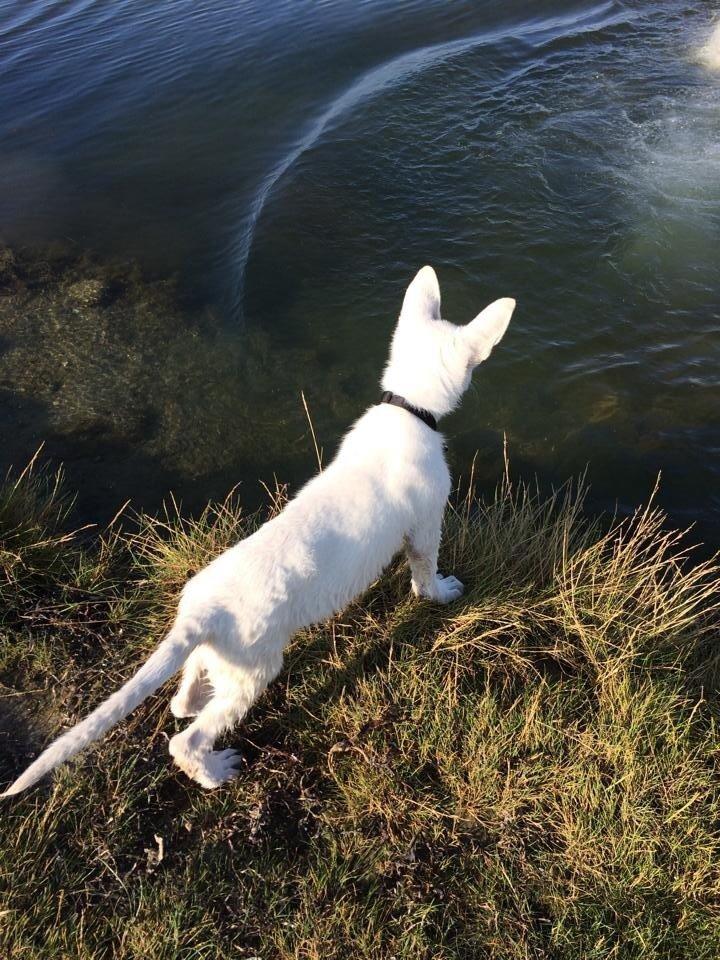 Hvid schæfer King  billede 14