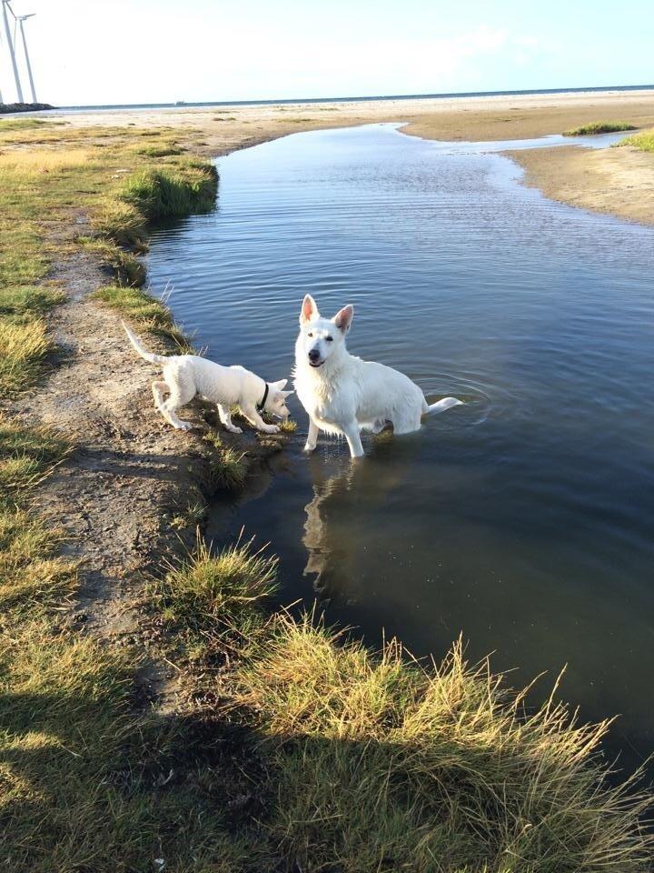 Hvid schæfer King  billede 15