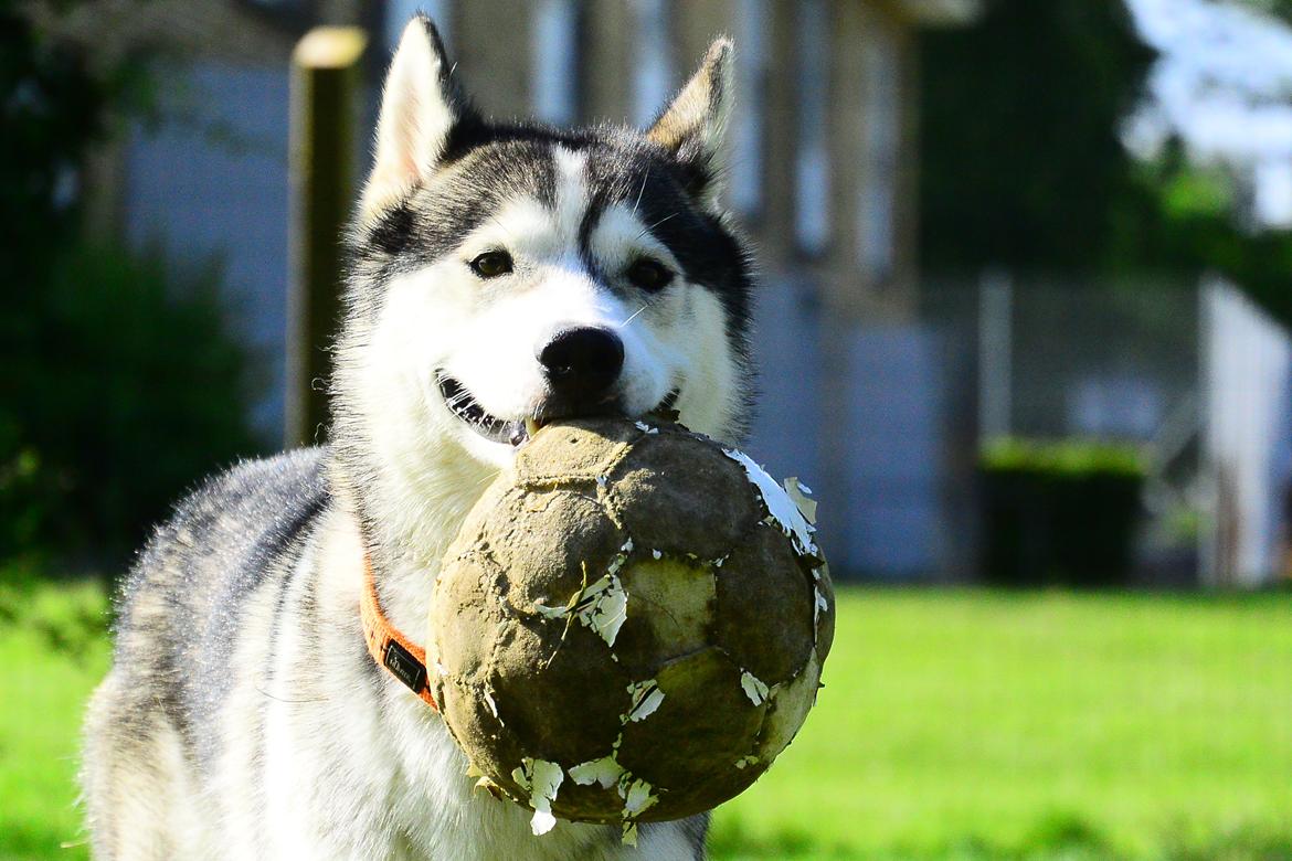 Siberian husky Bobski' - 30 Maj 2014 billede 1