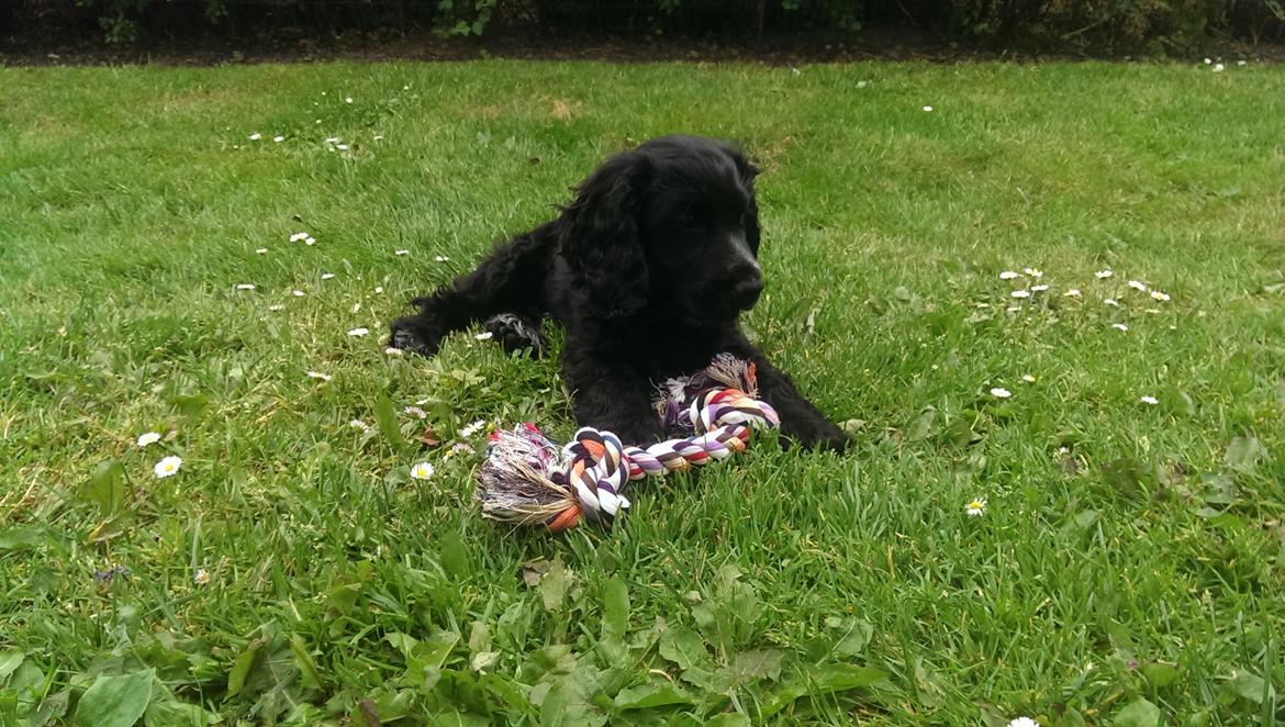 Cocker spaniel Pepsi billede 40