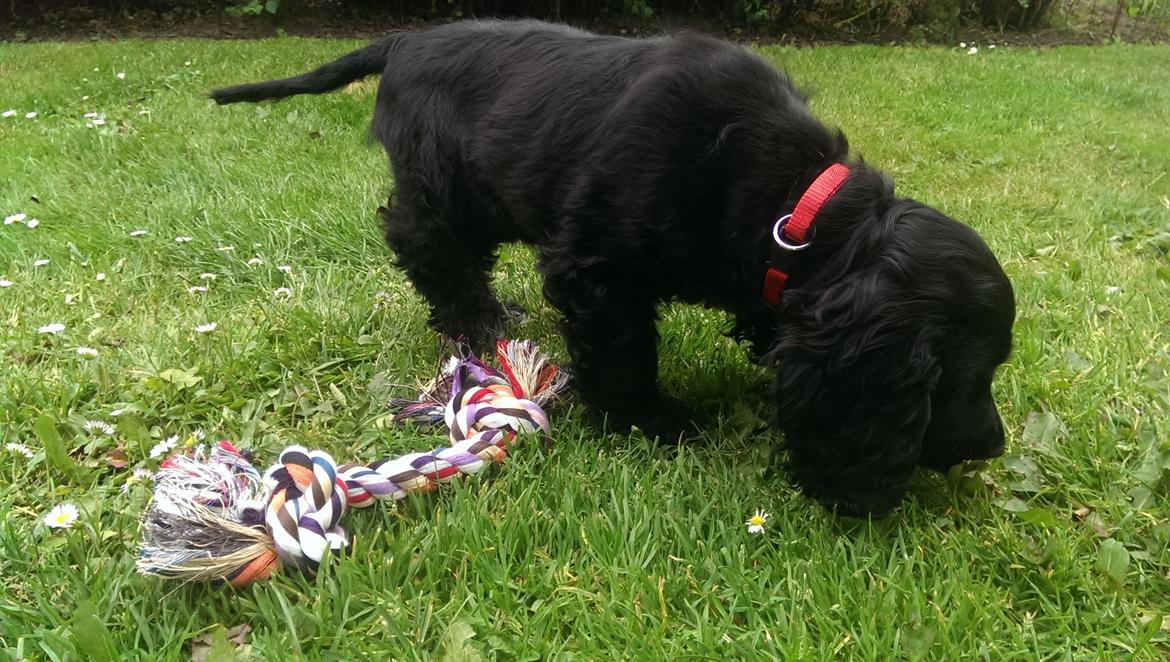 Cocker spaniel Pepsi billede 39