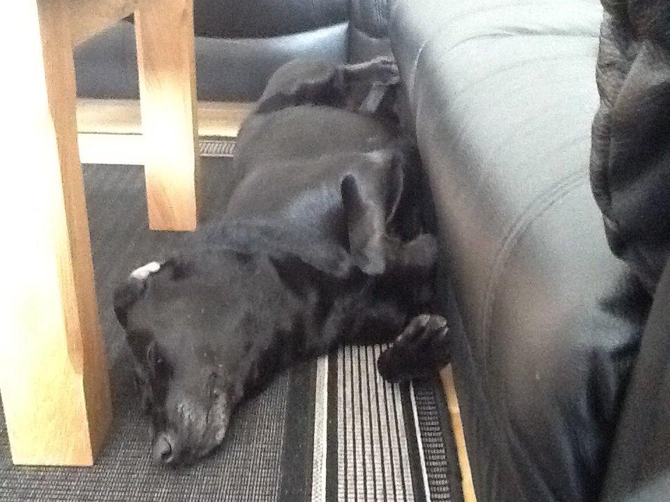 Labrador retriever Rana Schirmer  billede 11