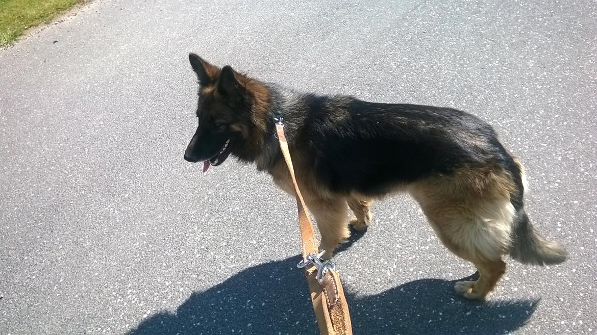 Schæferhund Sille død 2/3 2022  billede 6