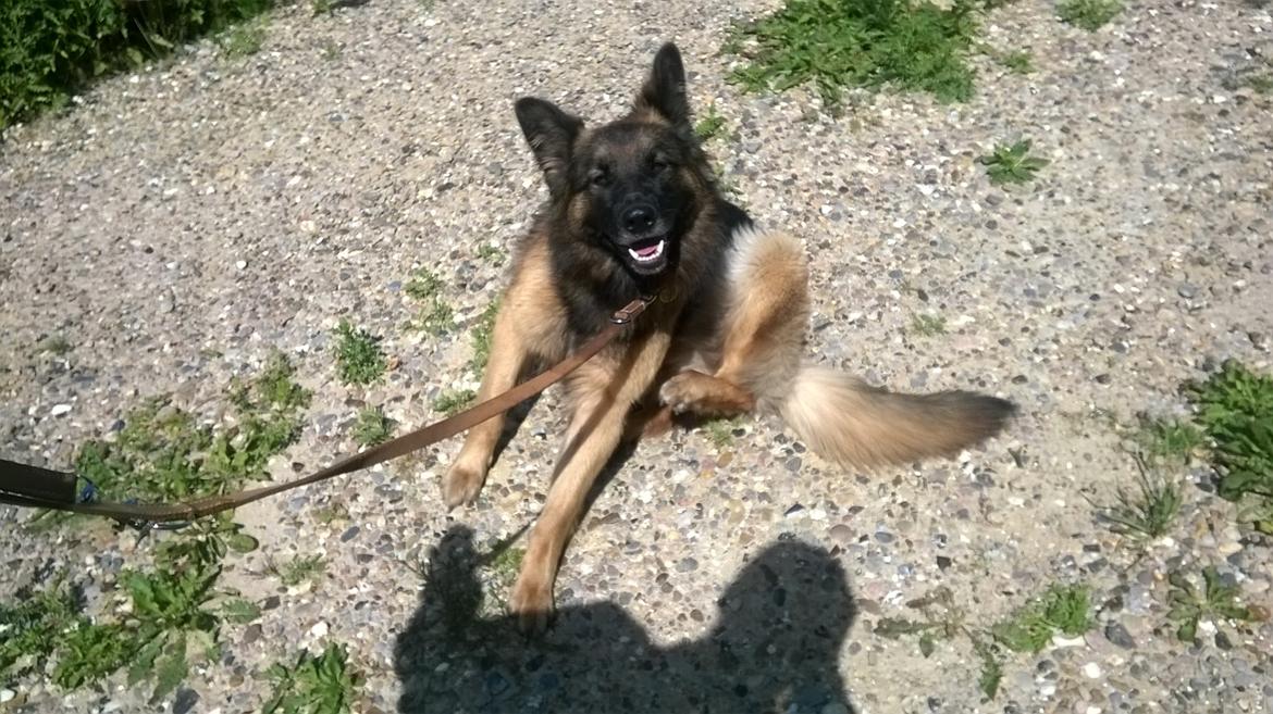 Schæferhund Sille død 2/3 2022  - Klø klø klø  billede 24