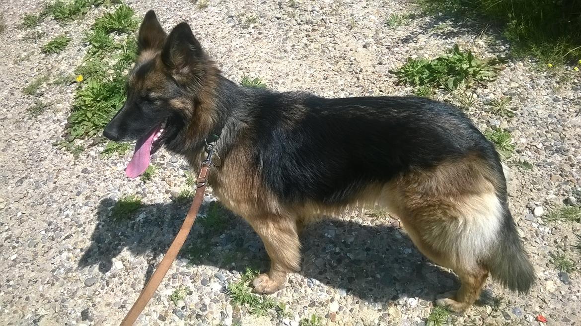 Schæferhund Sille død 2/3 2022  billede 4