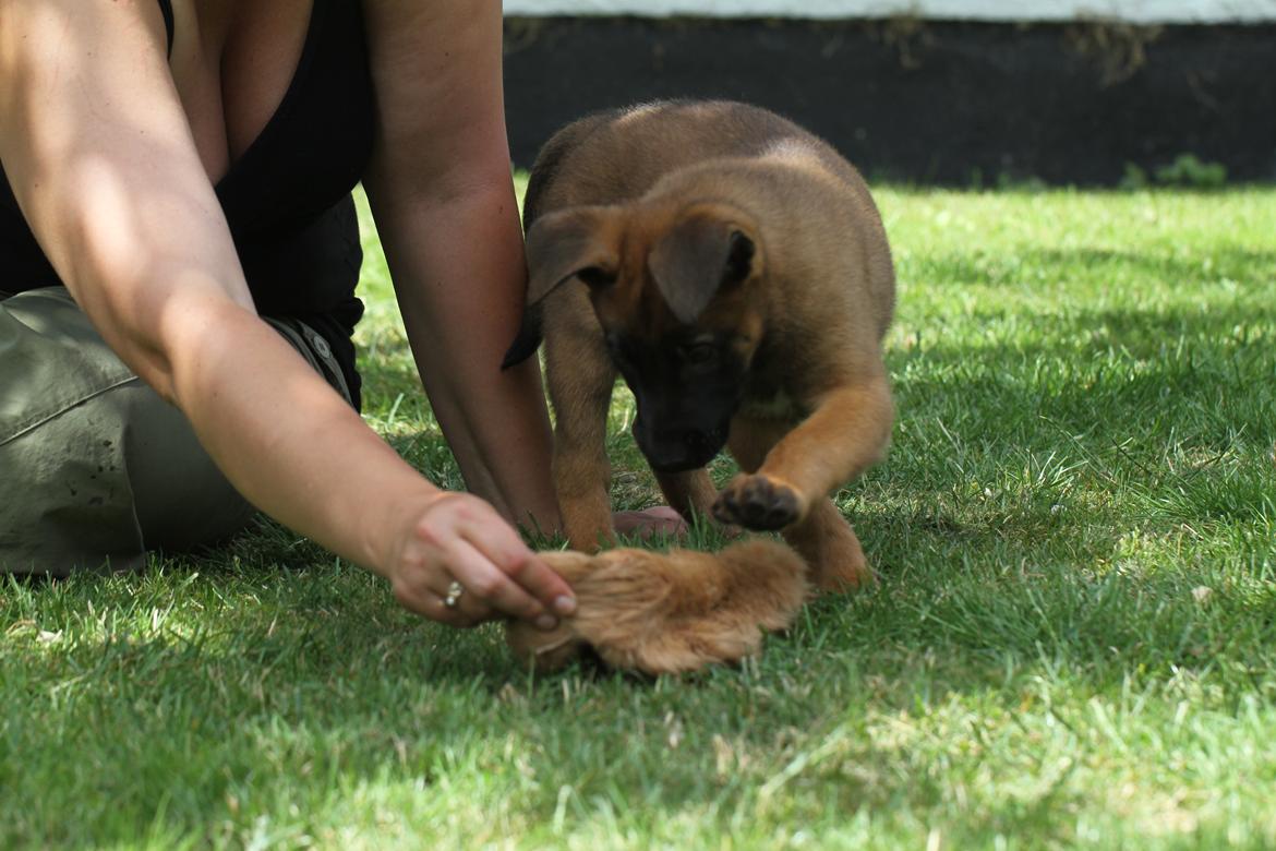 Malinois Mallesmedens 007 (kaldenavn: Ecco). billede 10