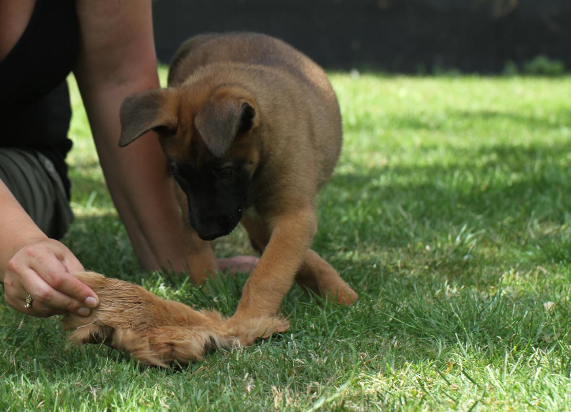 Malinois Mallesmedens 007 (kaldenavn: Ecco). billede 11