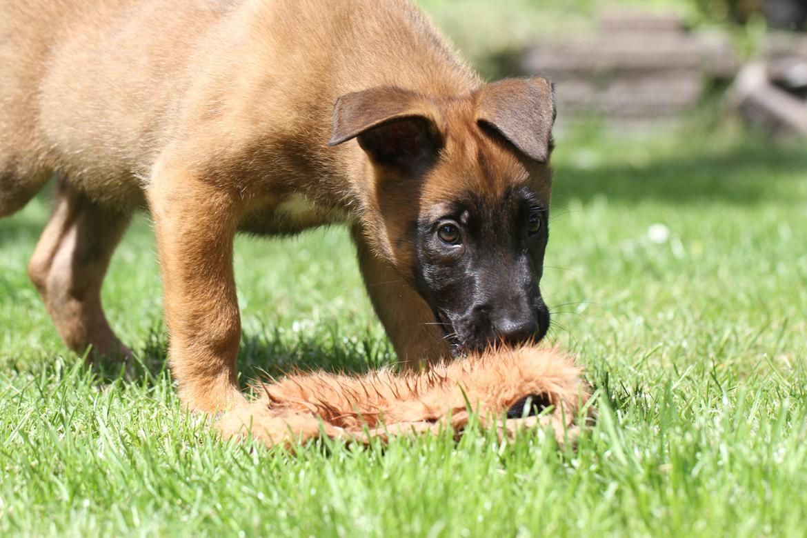 Malinois Mallesmedens 007 (kaldenavn: Ecco). billede 13