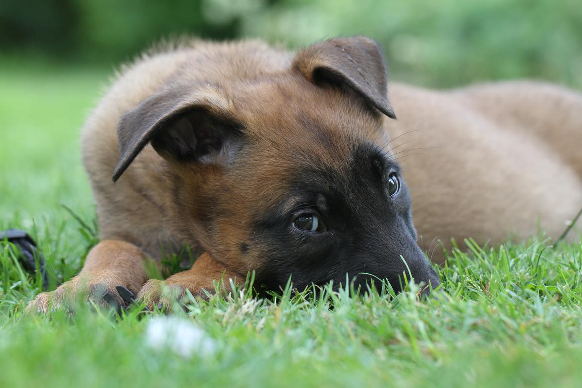 Malinois Mallesmedens 007 (kaldenavn: Ecco). billede 6