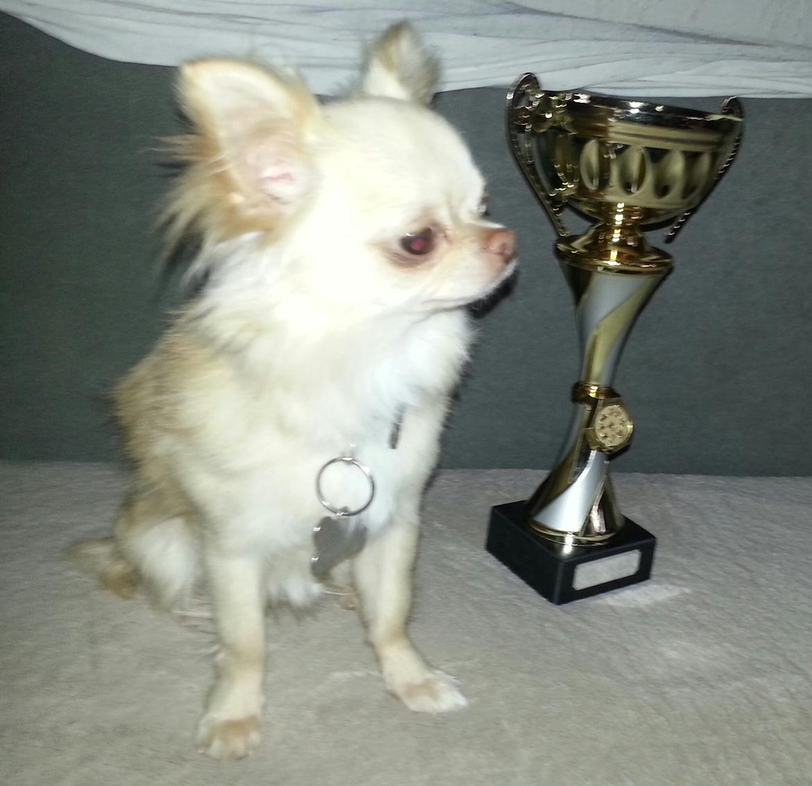 Chihuahua Simbassen billede 6