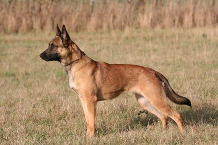 Malinois Mallesmedens 007 (kaldenavn: Ecco). - Ecco's mor ( Cela Malimit ) billede 28