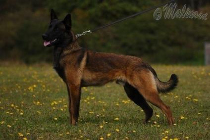 Malinois Mallesmedens 007 (kaldenavn: Ecco). - Ecco's far ( Malinoid Attack ) billede 29